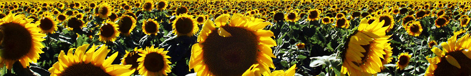 Tatnam Organic Patch Rotating Header Image