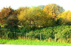 The site when we started, a sea of brambles, 8 feet high