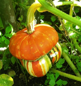 Turks Head Squash Sept 2010