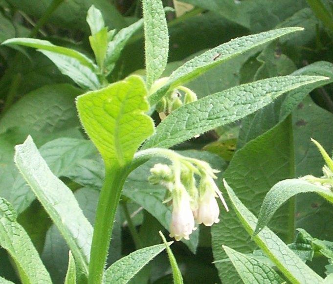 Comfrey also known as knitbone