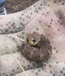 Elephant Hawk Moth Caterpillar