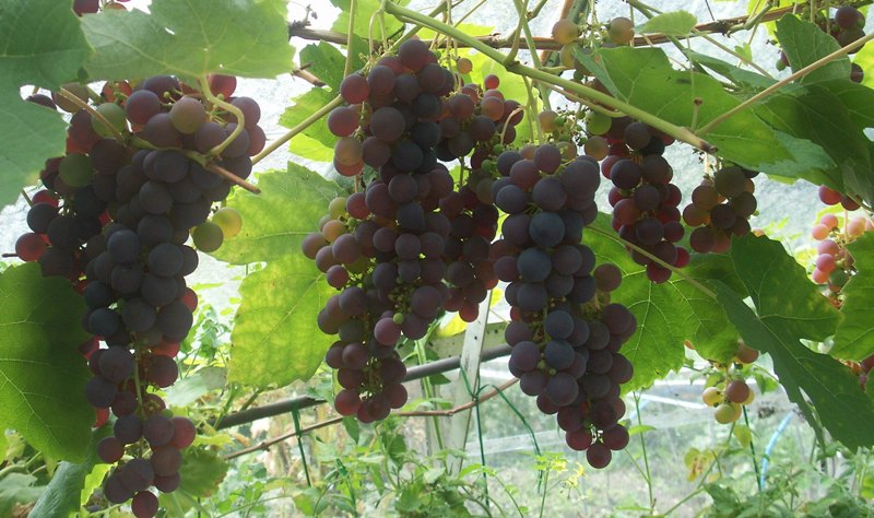 Grapes in the TOP Greenhouse Aug 2009