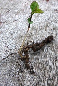 Bindweed regrowth