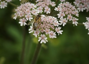 Bee on Cow Parsley