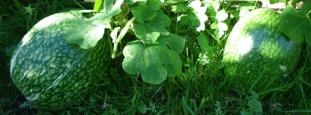 Shark's Fin Melon squash