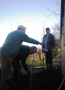 Sour Cherry being planted