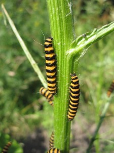 Cinnabar moth caterpillars