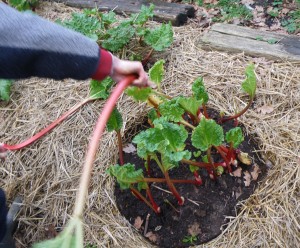 First crop of forced rhubarb