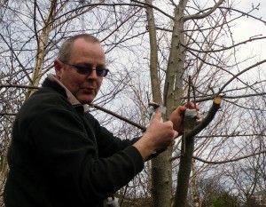 Gary grafting three varieties of apples