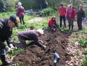 Comfrey mix