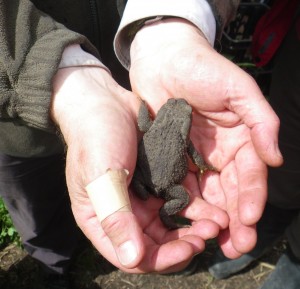 Disturbing toads from the productive beds