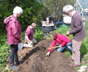 Planting maincrop potatoes