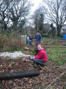 Jan pruning Gooseberries