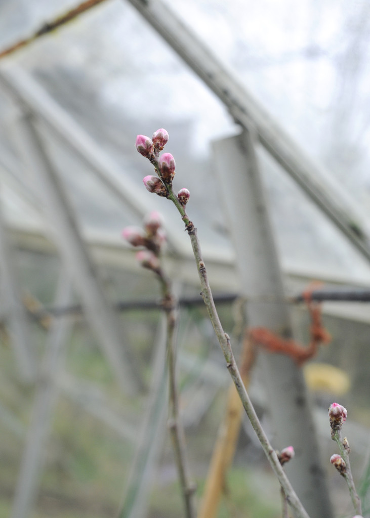 peach tree buds