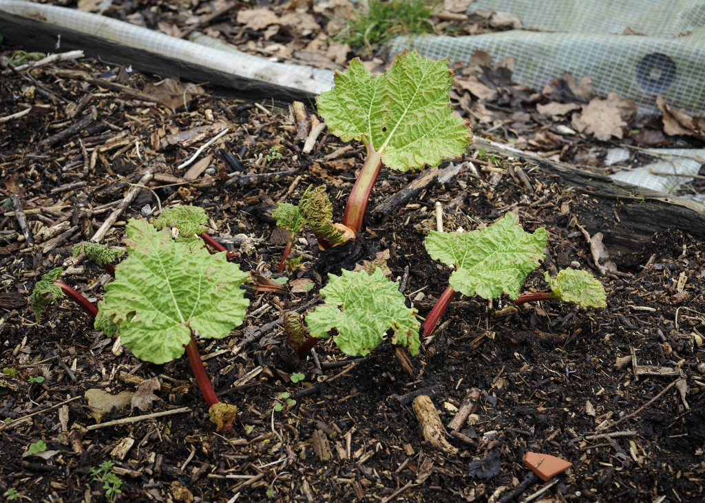 emerging rhubarb