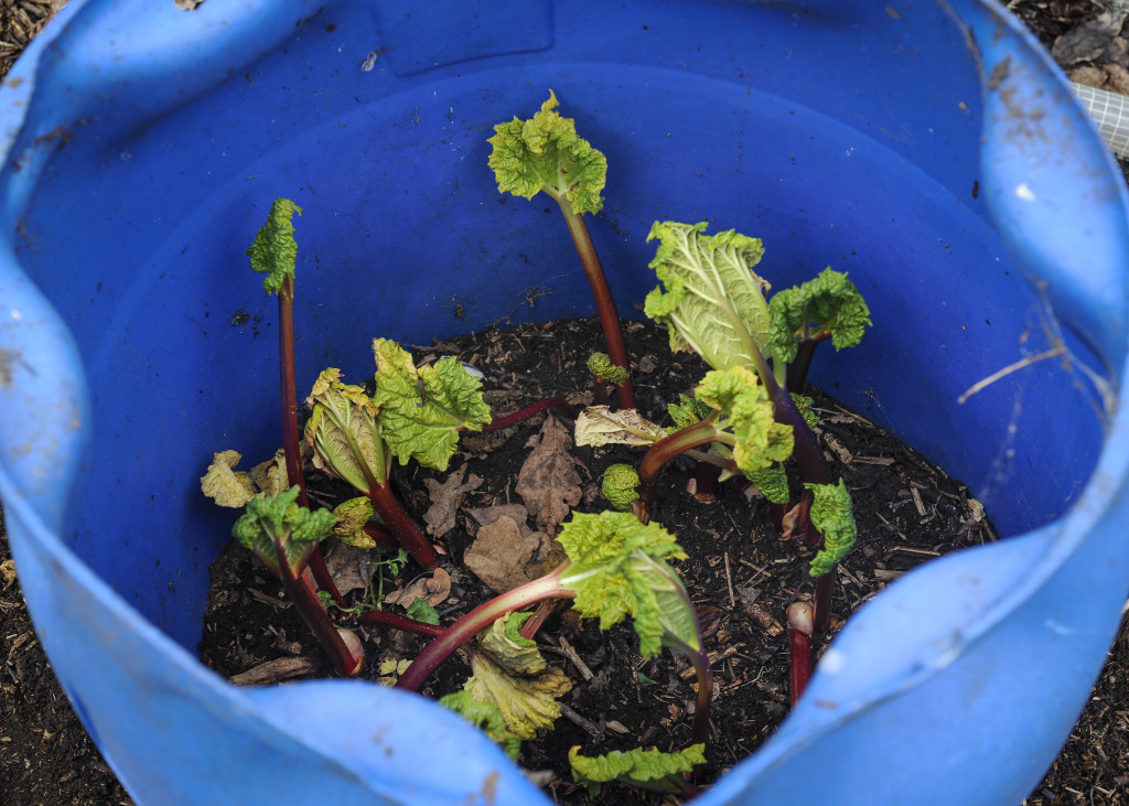 covered rhubarb 