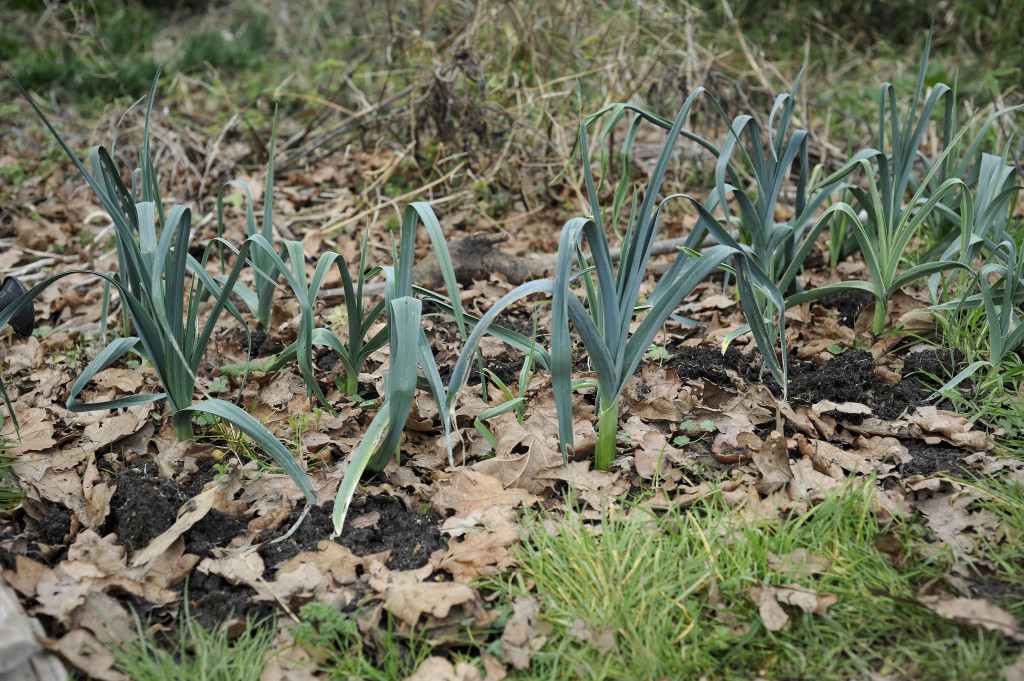 overwintered leeks