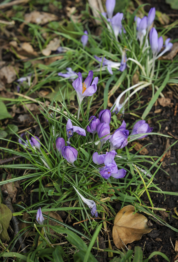 more signs of spring - crocuses 