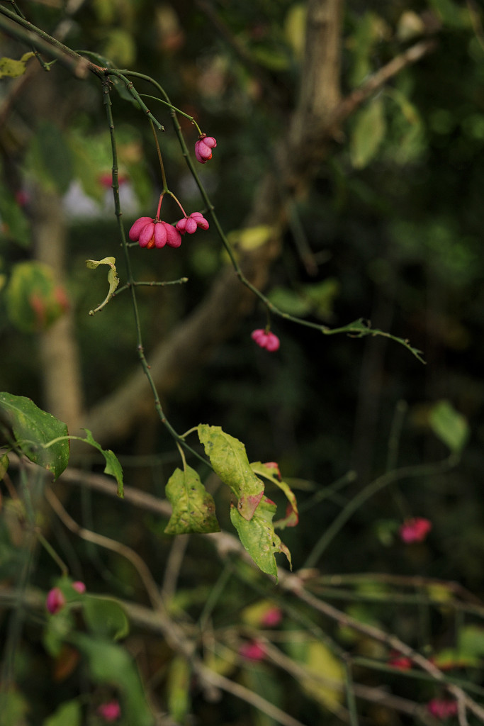 spindle berry